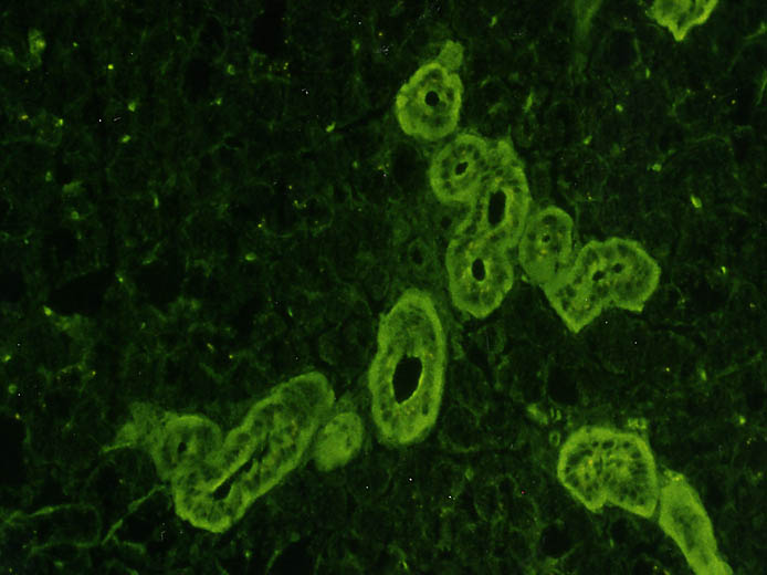 Antikörper gegen Parotis auf Affenspeicheldrüse